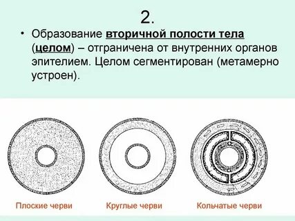 Первичная полость тела функции