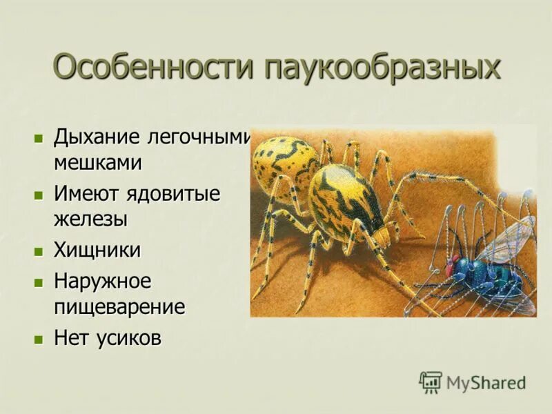 Признаки паукообразных