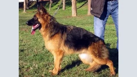 Шоу қыздар фильмінен порно