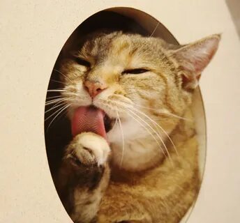 Кошка блюет