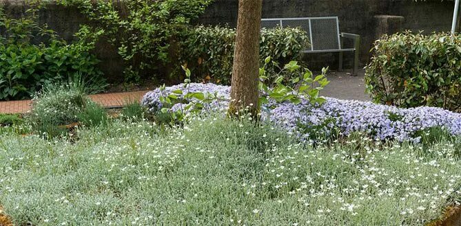 plants - C - Cerastium - Page 3 Snow in summer, Ground cover, Rock garden