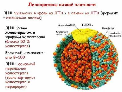 Какие ферменты вырабатывает печень