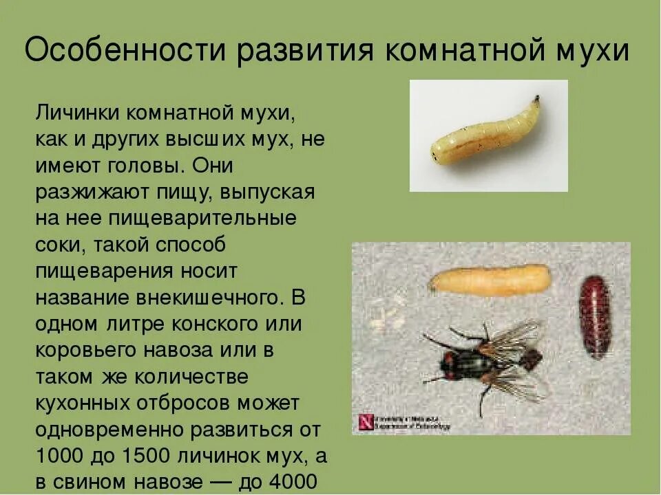 Какое значение в жизни насекомого имеет личинка. Насекомые переносчики возбудителей заболеваний комнатная муха. личинка комнатной мухи. комнатная муха переносчик возбудителей. особенность развития мухи.