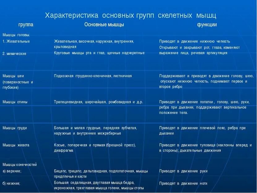 Заполните таблицу работа мышц. Таблица по биологии группа мышц мышцы функции мышц. таблица по биологии 8 класс основные мышцы человека. группы мышц биология 8 класс.