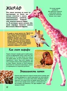 Пятна пятнышки про жирафа