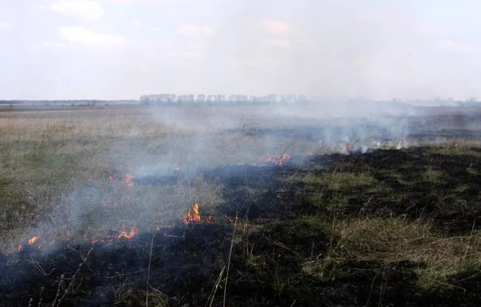 Поле после пожара. Сгоревшее поле после пожара. степные пожары. после пожара выгоревшая трава.
