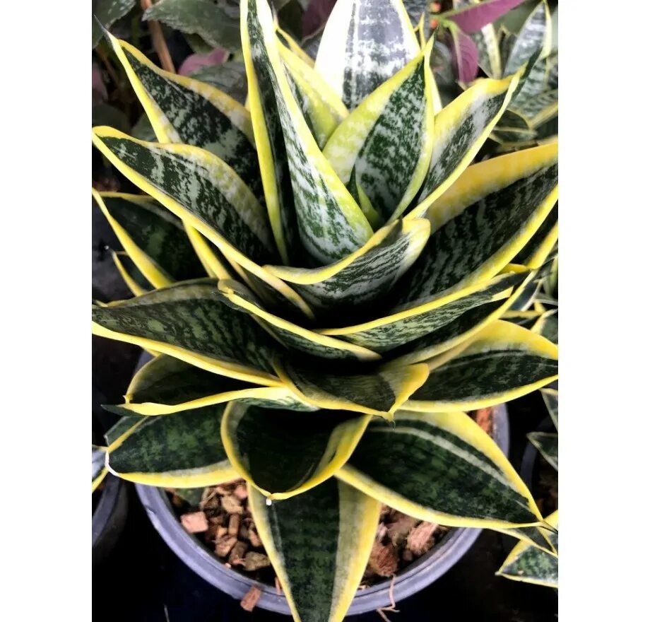 Sansevieria Page 3 - Gabriella Plants