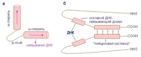 Днк связывающие белки функция