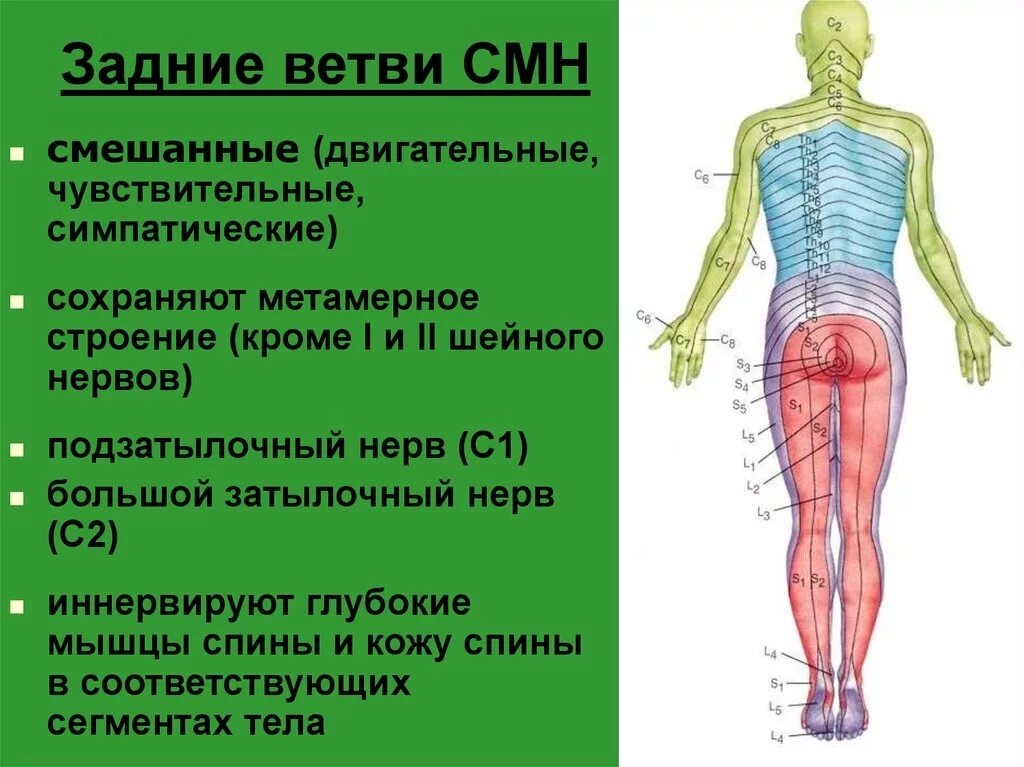 Задние ветви спинномозговых нервов иннервируют. Зоны иннервации задних ветвей спинномозговых нервов. Строение задних ветвей спинномозговых нервов. Задние ветви спинномозговых нервов анатомия.