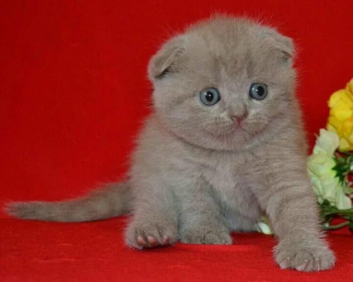 скоттиш фолд лиловый страйт. шотландский кот прямоухий лиловый. лиловые вислоухие котята. лиловые котята шотландские. шотландский прямоухий лиловый.