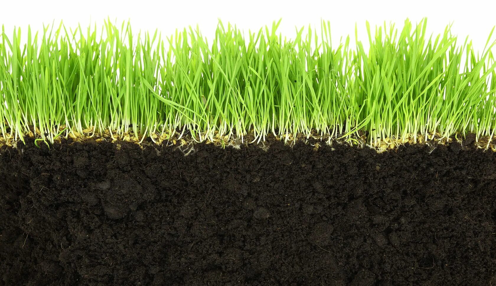 Где найти почву. Где найти почву. Где найти почву. Растения в почве. Растительный грунт (торфо-песчаная смесь).