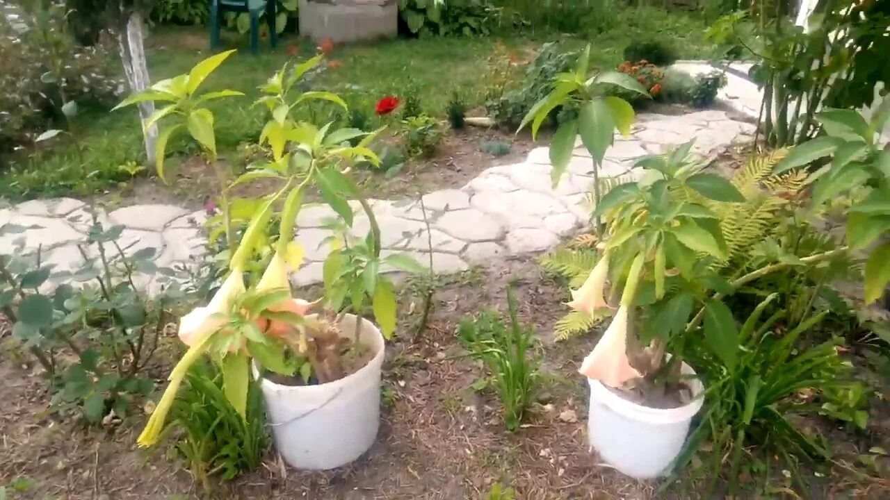 Посадить бругмансию. Бругмансия росток. обрезка бругмансии весной. когда садить бругмансию. весенняя обрезка бругмансии.