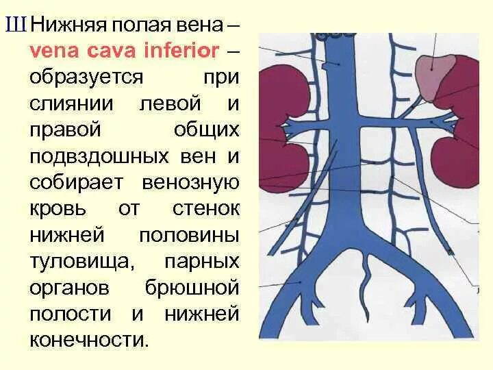 Клапаны нижней полой вены. Нижняя полая Вена (v. Cava inferior). Система нижней полой вены области оттока крови. Почечная Вена и нижняя полая Вена. Нижняя полая Вена анатомия притоки.