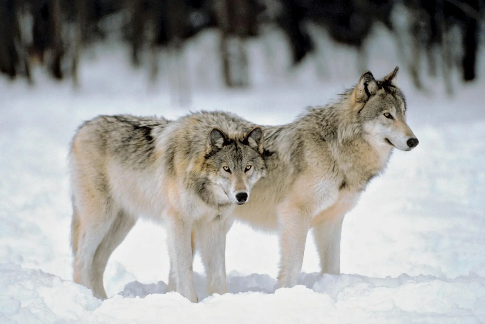 Серый волк чем питаются. Чехословацкий влчак. Волк фото. Волки в Кировской области.