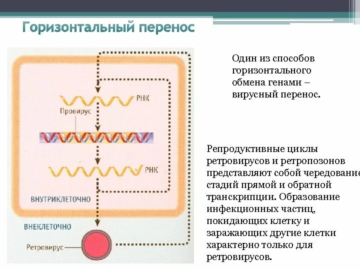 Горизонтальный перенос генов. Горизонтальный перенос Гена. Горизонтальный перенос генов у вирусов. Вертикальный перенос генов. Наследственный перенос