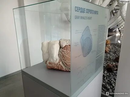 Океан калининград отзывы