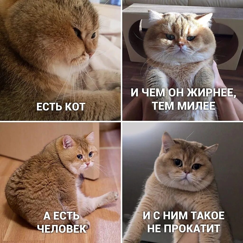 Мемы про котят. Мемы. Мемы с котиками. Кот из мемы. Мем ПРОСКОТА.