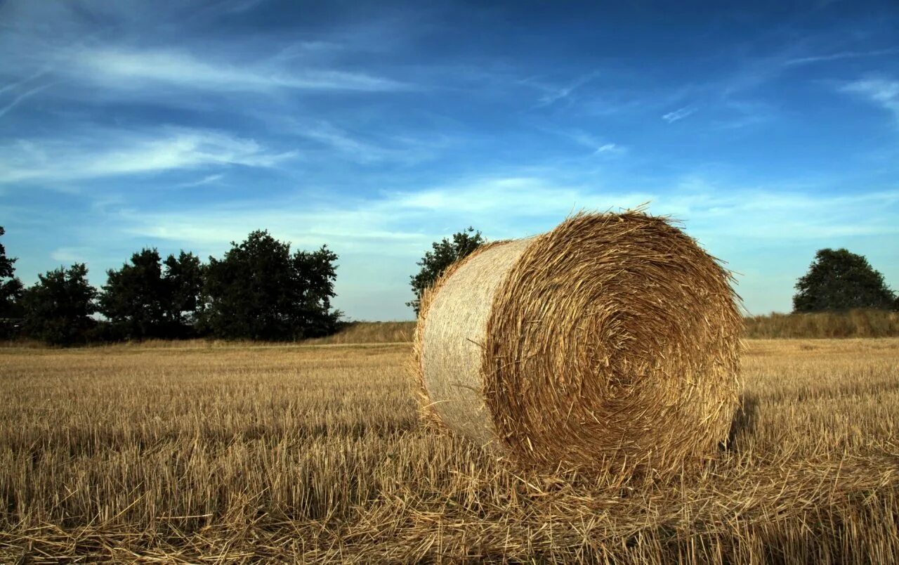 Круглый тюк сена. Квадратные тюки сена. Круглый скирд соломы. Поле с сеном. Скирда сноп.