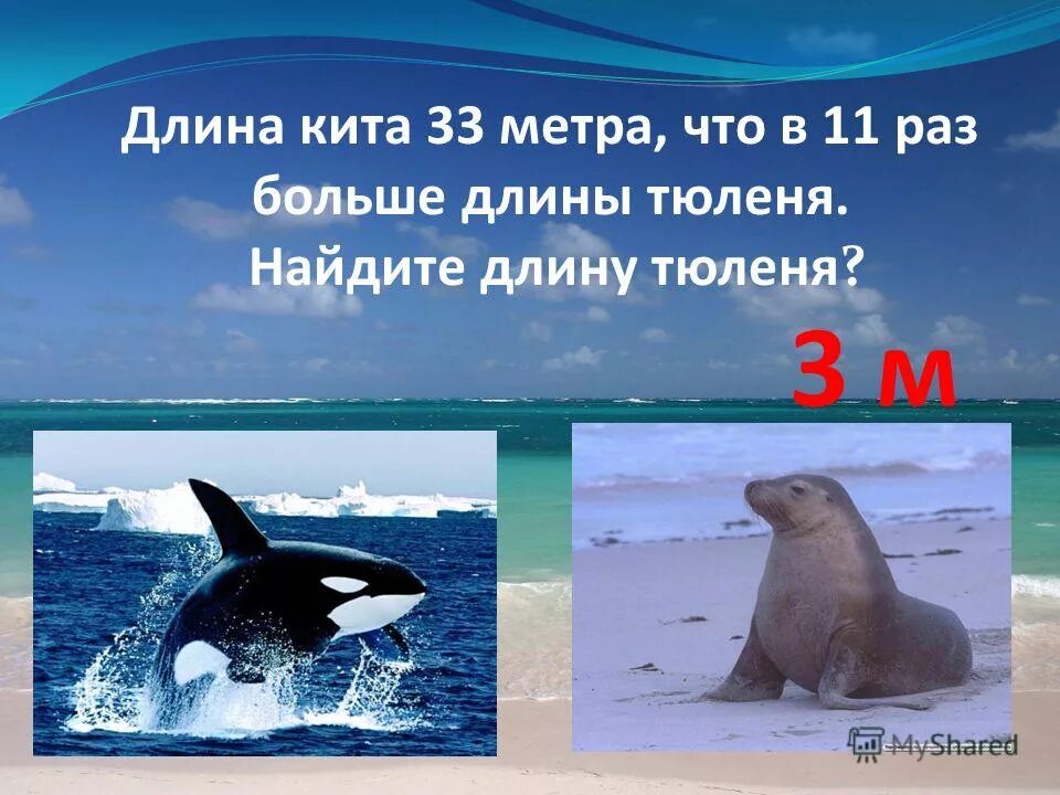 Как кормят киты своих детенышей молоком. Сколько вести синий кит. Рождение кита. Сколько весит кит. Рождение кита.