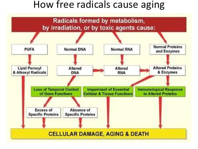 Rubner Theory of Aging.