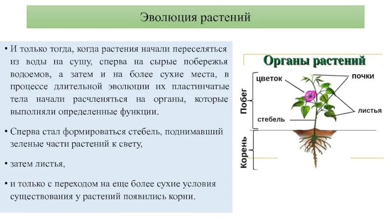 Строение растения в связи с условиями