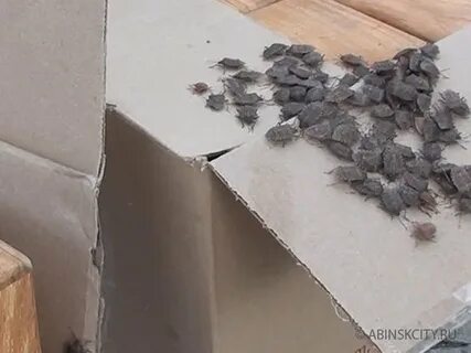 Клоп уходит
