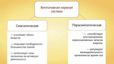 Соматическая и вегетативная работа сердца