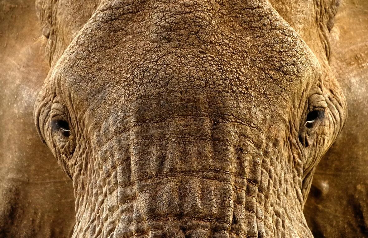 Какого цвета кожа слонов. Кожа носорога. Слоновья кожа. Кожа слона. Кожа носорога текстура.