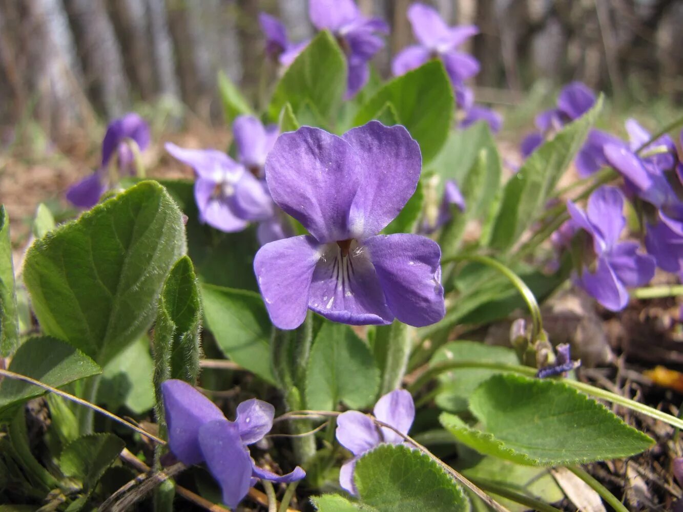 VIOLET Flower plant images, Beautiful flowers, Amazing flowers