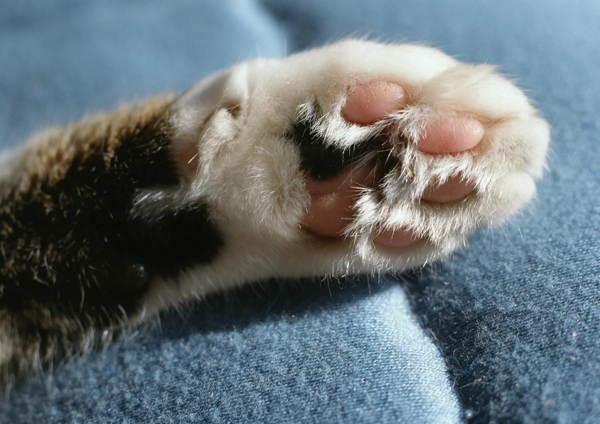 Сколько пальчиков у котика на лапке. Кошачья лапка. Кошачьи подушечки. Лапка котенка подушечки.
