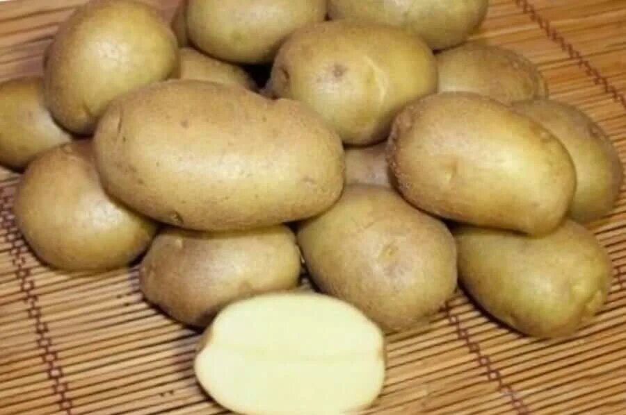 Семенной картофель Винета. Сорт картофеля Венета. Картошка сорт Винета.