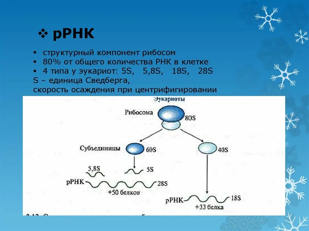 Строение рибосомы РНК. Структурные компоненты рибосом. Рибосомальная РНК структура. Р-РНК содержится в:.