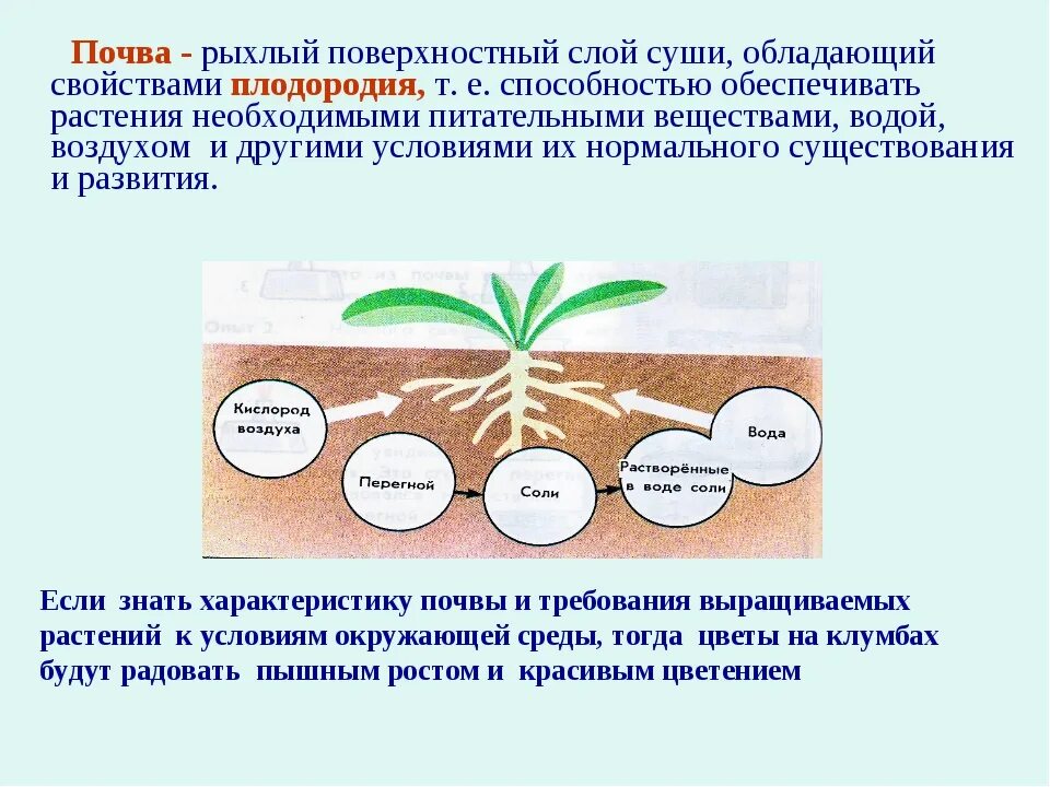 Из какого растения получают ингредиент филобиома актив