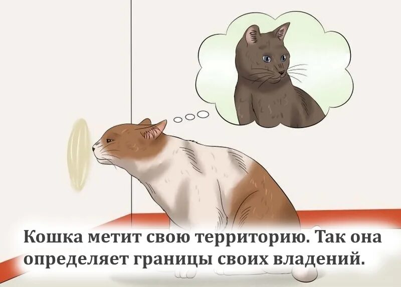 Кошка метит дома что делать. Кот метит. кот метит территорию. котик метит территорию. чем коты метят территорию.