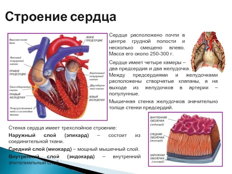 Между правыми предсердием и желудочком находится клапан. Строение сердца. Сердце строение сердца. Внутреннее строение сердца. Строение сердца животных.