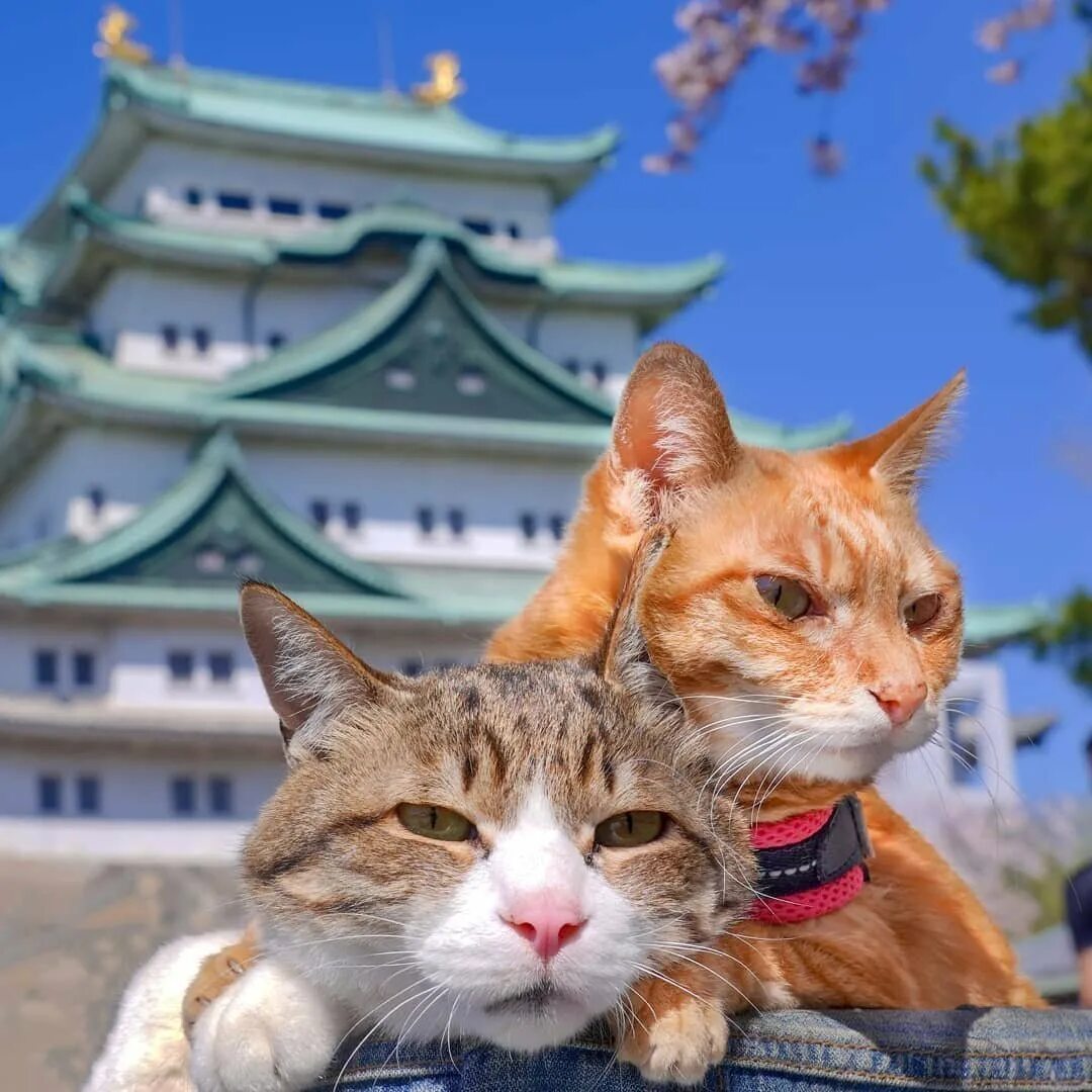 Фотографии японских кошек. Тасиро храм кошек. Остров Аосима в Японии. Тасиро остров кошек. Остров кошек в Японии.