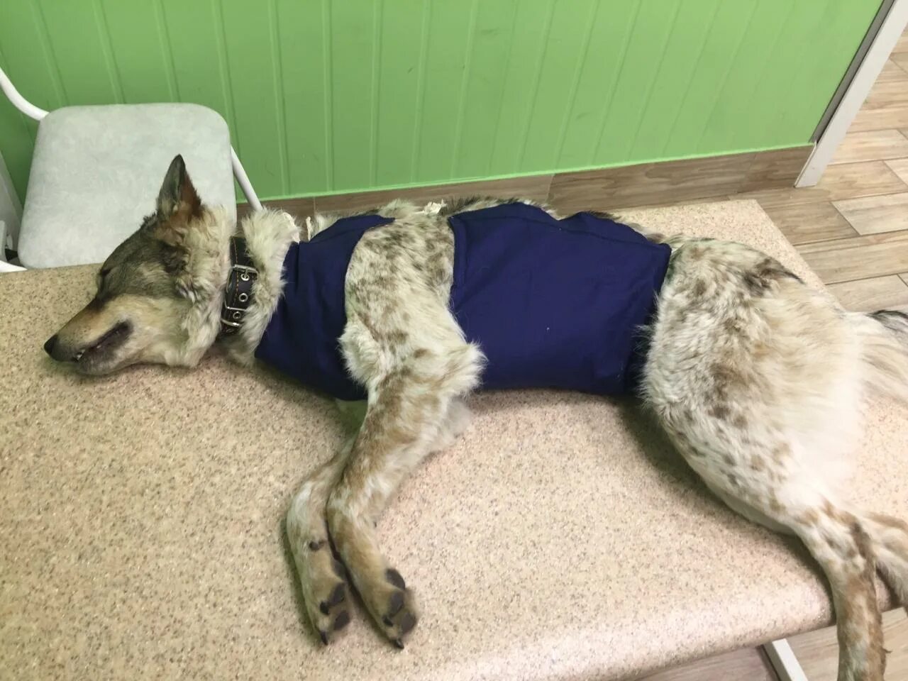 Собаки на полу не было. Полу собака полу кошка. полукошка полусобака. собака пол зелёным покрывалом. полу лиса полу собака фото.