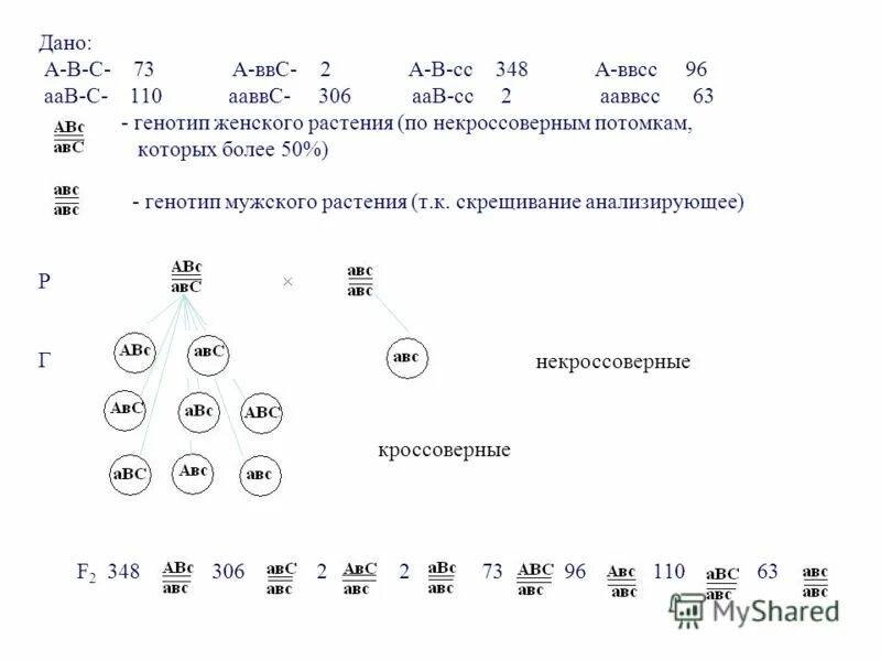 Ааввсс сколько типов гамет образуется