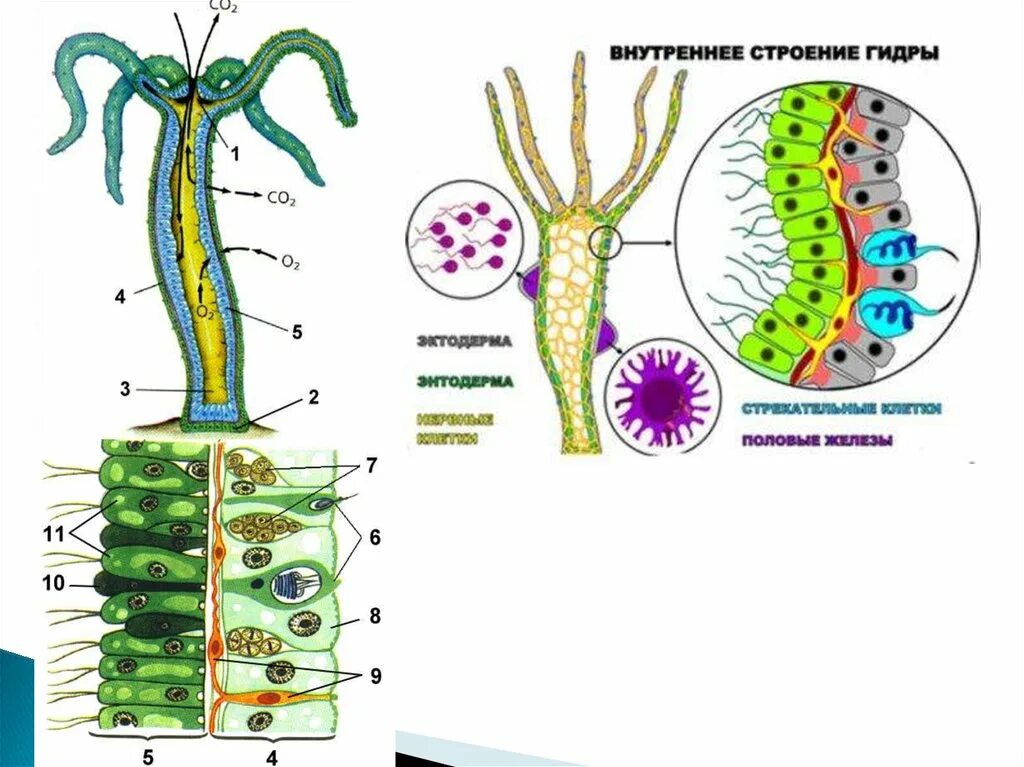 Гидра Пресноводная строение. Строение гидры Кишечнополостные. Внутреннее строение гидры таблица 8 класс. Строение клеток гидры. Деление клетки гидры