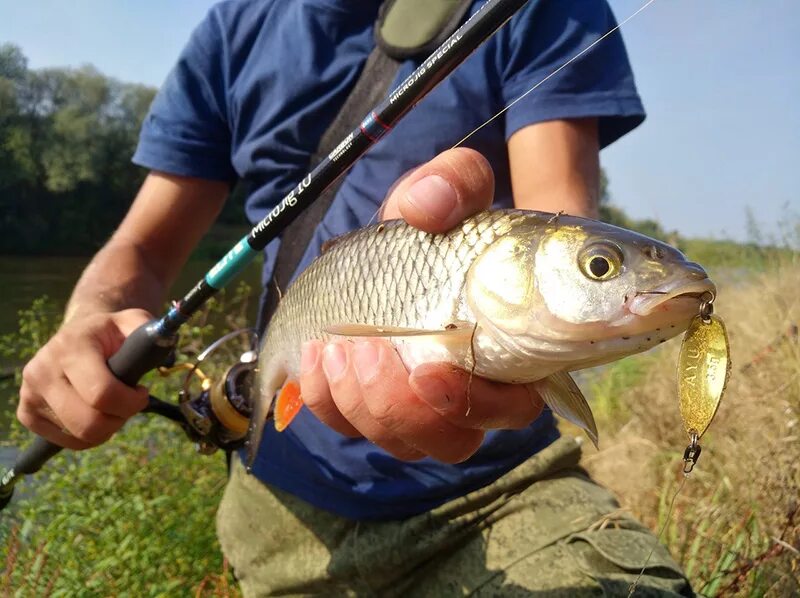 Area trout. Микроколебалки на голавля. Голавль намикро калебалки. Trout area. Lucky John one SENSORIC area Trout game.