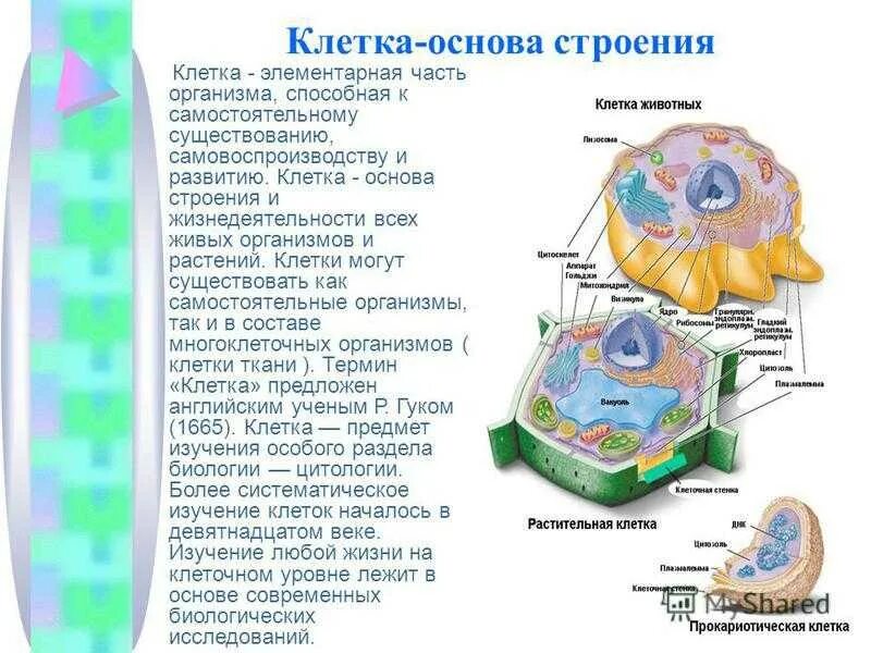 Структура биологической клетки. Биологии клеточное строение организма строение клетки. Строение клетки 5 класс биология. Клетка биология строение. Клетка основа строения и жизнедеятельности организмов.