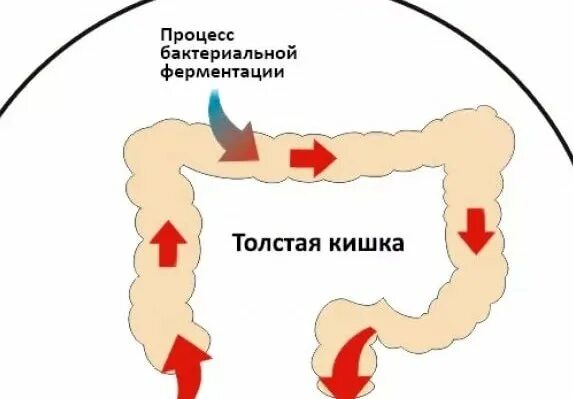 Против газов в кишечнике. Газообразование в кишечнике.