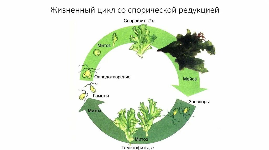 Жизненный цикл какой водоросли. Жизненный цикл водорослей ульва. ульва чередование поколений. жизненный цикл ульвы. жизненные циклы растений водорослей.