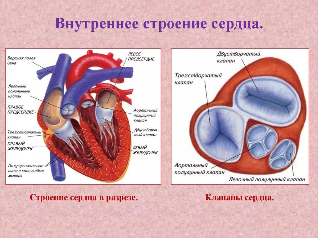 Стенки предсердий и желудочков. Строение клапанов сердца. Клапаны сердца человека анатомия. Строение сердца с клапанами схема. Вдвустворчатый клапан сердце.