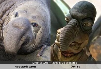 Слоны похожи на людей