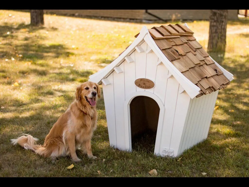 Играть в dog house dogs house net. Собака с конурой. Будка для собаки. Домик для собаки. Домики для домашних собак.