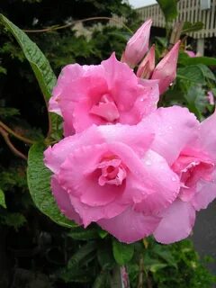 Pink perfect