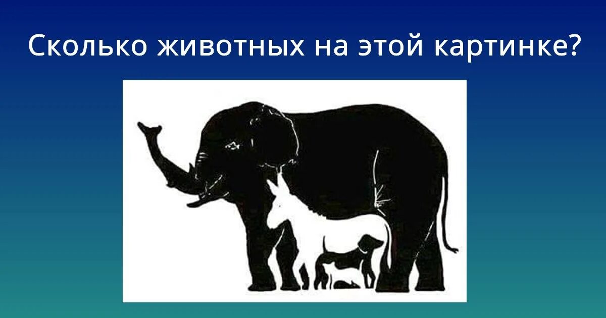 Сколько видите на картинке. Сколько живетный на картинке. Сколько животных на картинке. Сколько животных видите на картинке. Сколько животных вы.