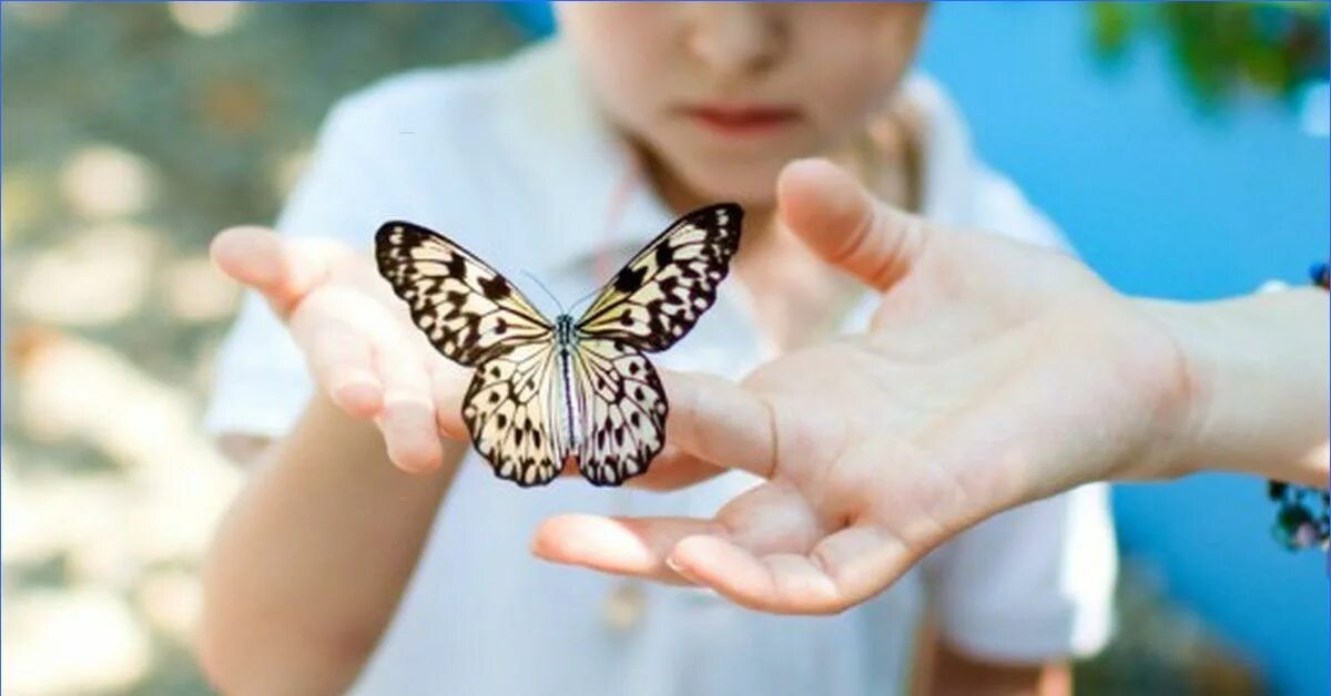 Бабочка для малышей. Бабочка для мальчика. Особые дети. День изучения бабочки