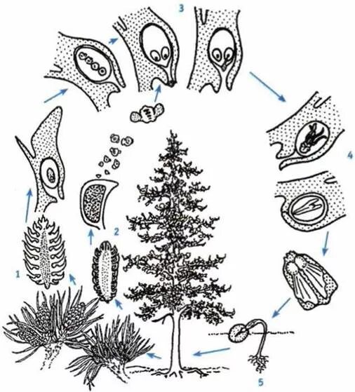 Хвойное растение схема. Цикл развития голосеменных сосны. Цикл развития голосеменных растений. Жизненный цикл голосеменных сосна. Жизненный цикл голосеменных растений сосна.